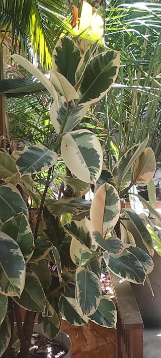 Ficus Elastica Tineke Variagado