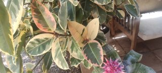 Ficus Elastica Tineke Variagado