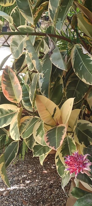 Ficus Elastica Tineke Variagado