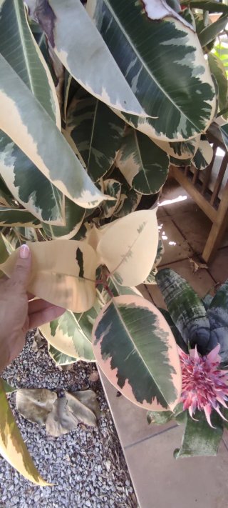 Ficus Elastica Tineke Variagado