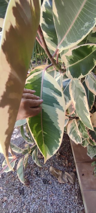 Ficus Elastica Tineke Variagado
