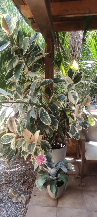 Ficus Elastica Tineke Variagado