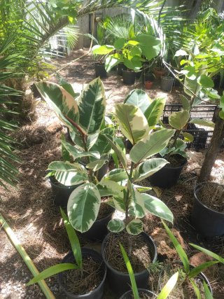 Ficus Elastica Tineke Variagado