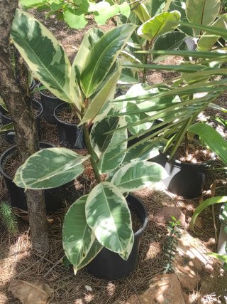 Ficus Elastica Tineke Variagado