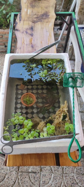 Plantas de acuario naturales