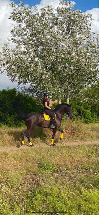 Conjunto salto equitación amarillo