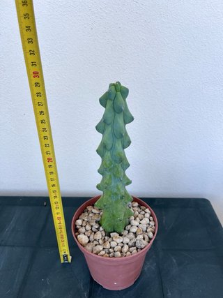 Myrtillocactus fukurokuryuzinboku