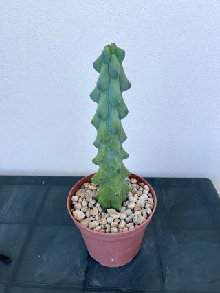 Myrtillocactus fukurokuryuzinboku
