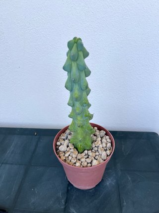 Myrtillocactus fukurokuryuzinboku