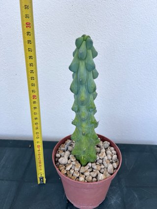 Myrtillocactus fukurokuryuzinboku