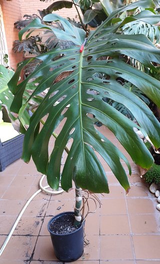 Costilla de Adán Gigante diferentes tamaños