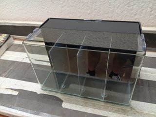 Acuario Betta 4 compartimentos