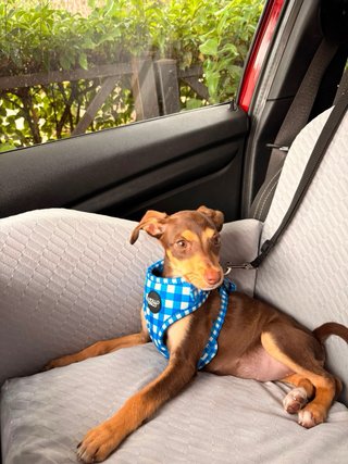 Sedia per cani per auto