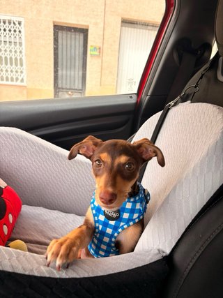 Sedia per cani per auto