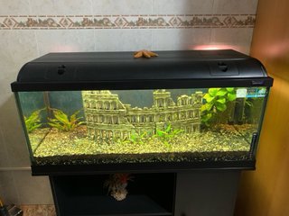 Acuario peces 160 litros