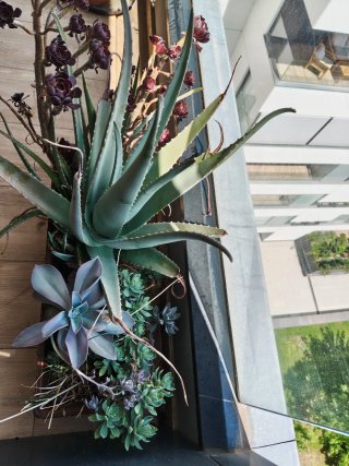 Maceta de plantas variadas
