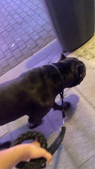 Cuidado de mascotas