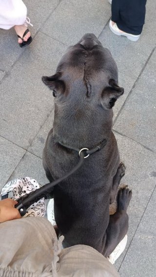 Cuidado de mascotas