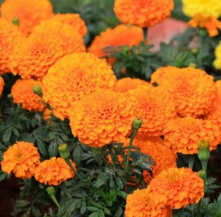 Sementes Tagetes erecta - Flores Laranjas