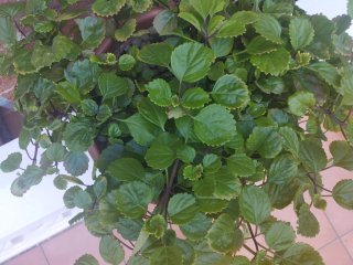 Planta del dinero en maceta