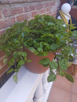 Planta del dinero en maceta