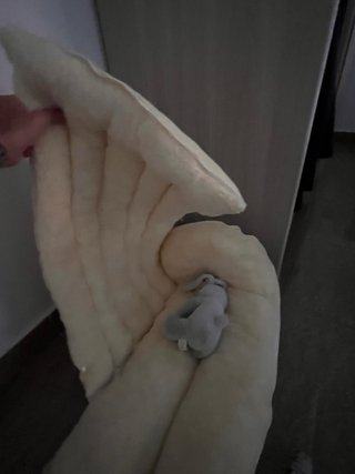 Se vende cama para perro o gato pequeña