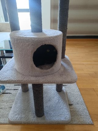 Rascador para Gatos Multinivel