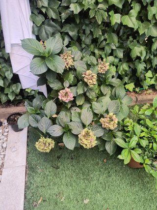 Hortensia con macetero de cerámica
