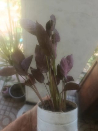 Planta de interior