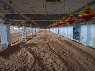 Granja avícola intensiva en Tarragona