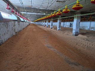 Granja avícola intensiva en Tarragona
