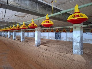 Granja avícola intensiva en Tarragona