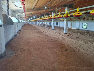 Granja avícola intensiva en Tarragona