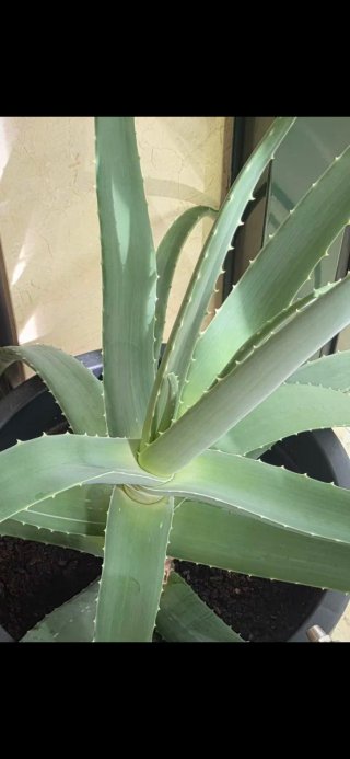 Hojas de Aloe Vera