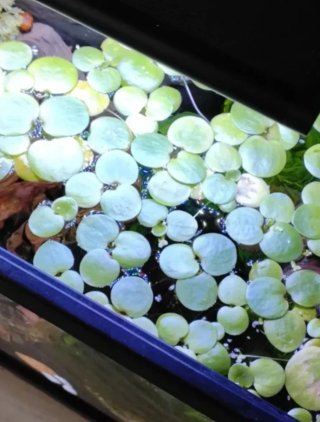 Lentejas de agua para acuario