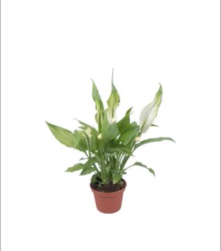 Set 3 Mini Spathiphyllum Air So Pure