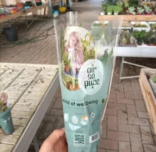 Set 3 Mini Spathiphyllum Air So Pure