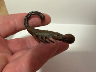 Tempai o figura de acento escorpión