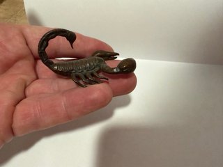 Tempai o figura de acento escorpión