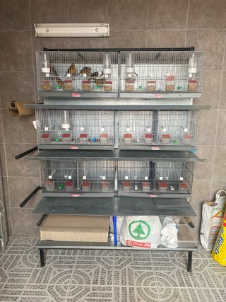 Conjunto módulos cría pájaros
