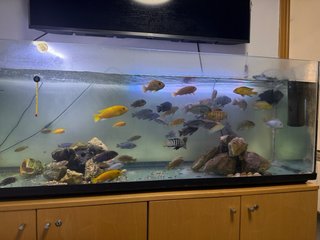 VENDO LOTE COMPLETO - Desmontaje acuario Malawi