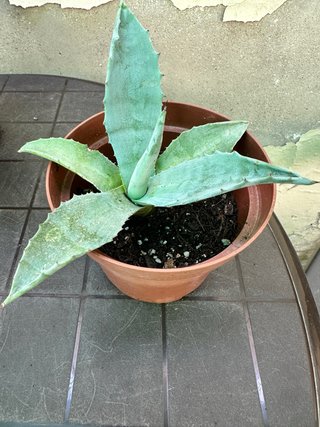 Agave Americana Planta