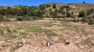 Vendo terreno 16.000 mtrs con 152 oliveras