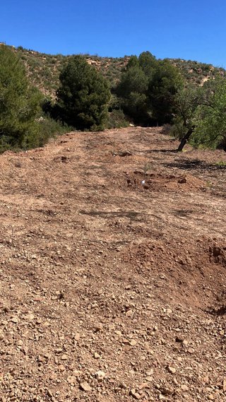 Vendo terreno 16.000 mtrs con 152 oliveras