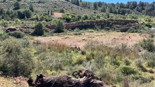 Vendo terreno 16.000 mtrs con 152 oliveras