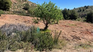 Vendo terreno 16.000 mtrs con 152 oliveras