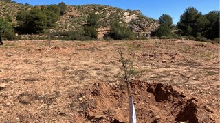 Vendo terreno 16.000 mtrs con 152 oliveras