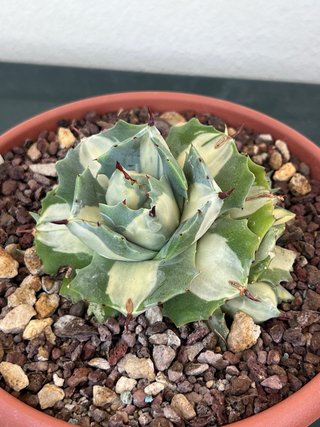 Agave Potatorum Ouhi-Raijin variegata