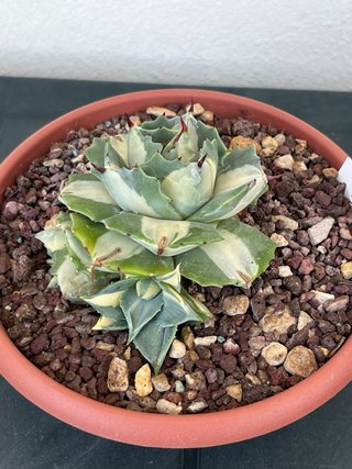 Agave Potatorum Ouhi-Raijin variegata