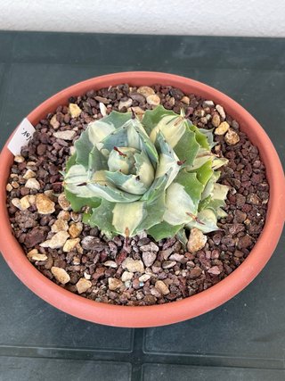 Agave Potatorum Ouhi-Raijin variegata